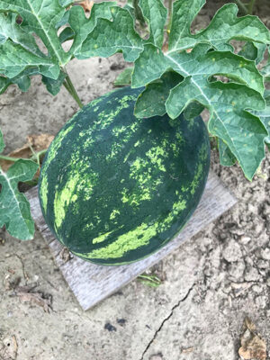 Melone aus eigener Ernte 